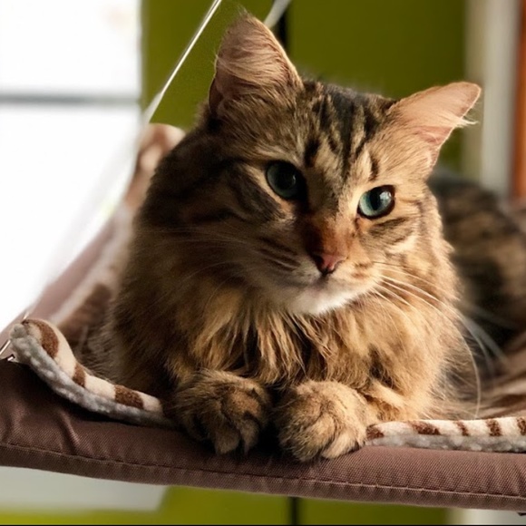 Meet your Posher, Morgan - Picture 5 of 7